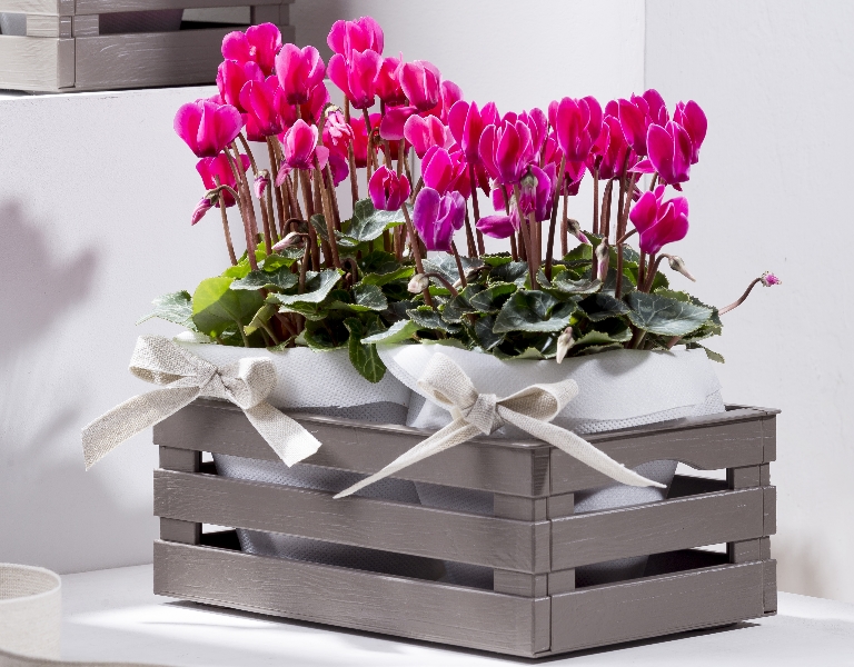 BAMA CASSETTA MILLEUSI TINA 2 CM 25X31X11,5 H IN PLASTICA SIMIL LEGNO RUSTICA MODERNA 