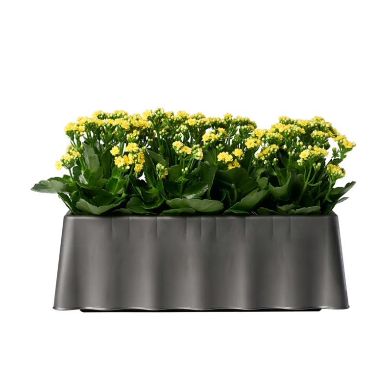 BREZZA NORMAL FLOWER BOX