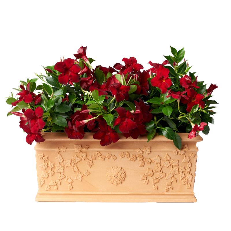 VITE FLOWER BOX