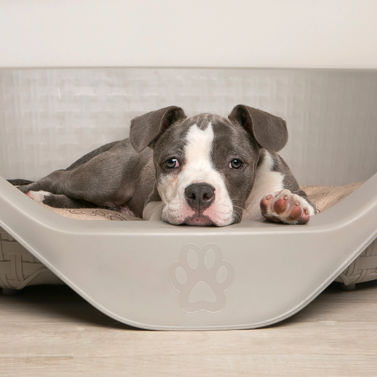 lettino in plastica per cane Nido