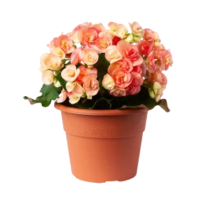 vasi colorati in plastica linea Hedera