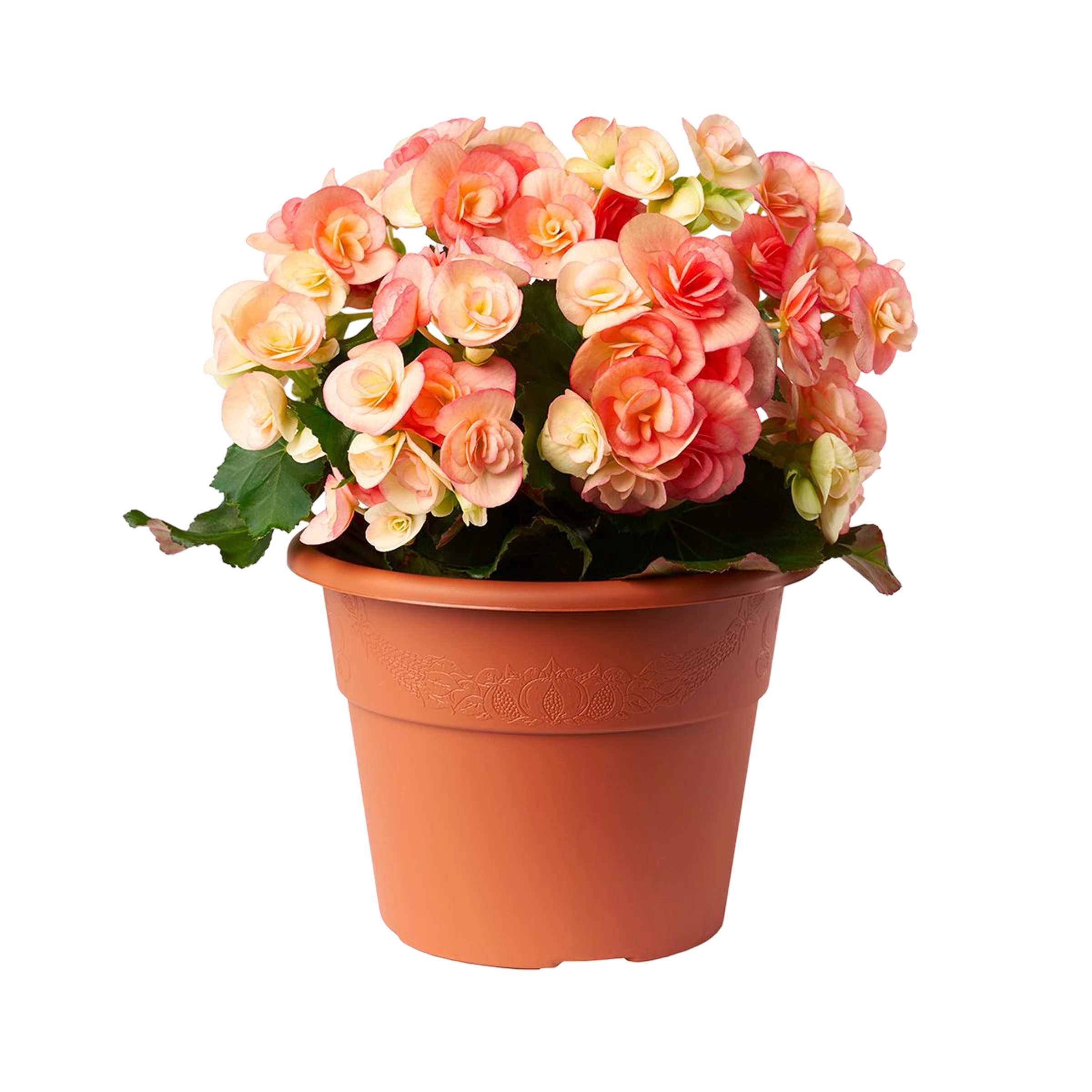 vasi colorati in plastica linea Hedera