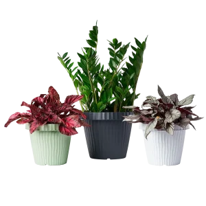 Pots Linea Onda