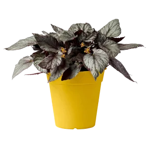 vaso di plastica linea Fly
