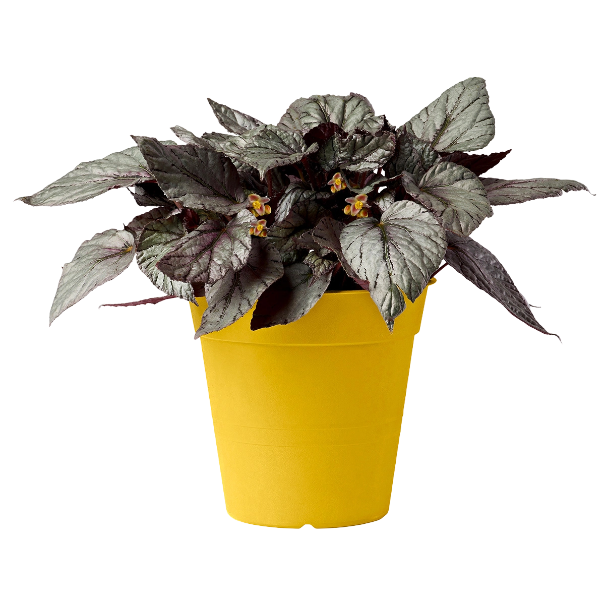 vaso di plastica linea Fly